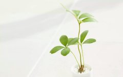 自考本科找工作多被拒 企业不认可自考吗？