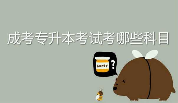 过来人说说 成考 专升本考试考哪些科目